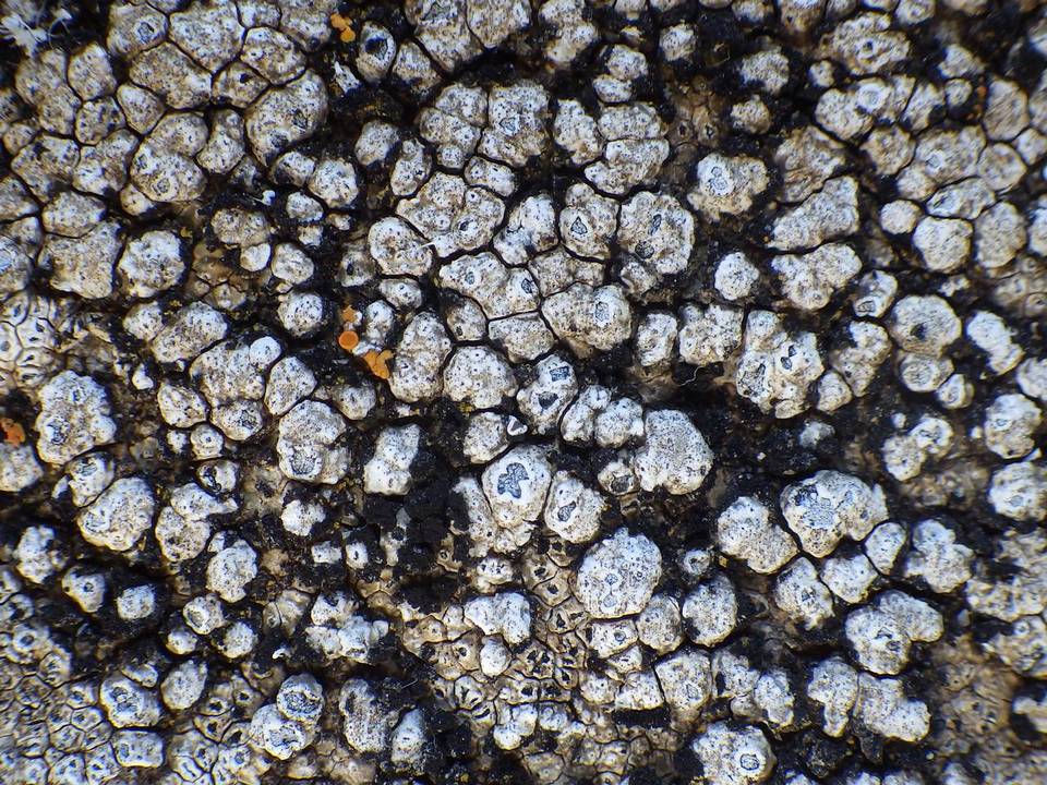 Aspicilia calcarea image