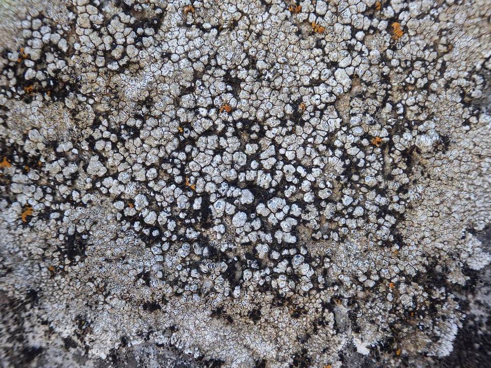 Aspicilia calcarea image