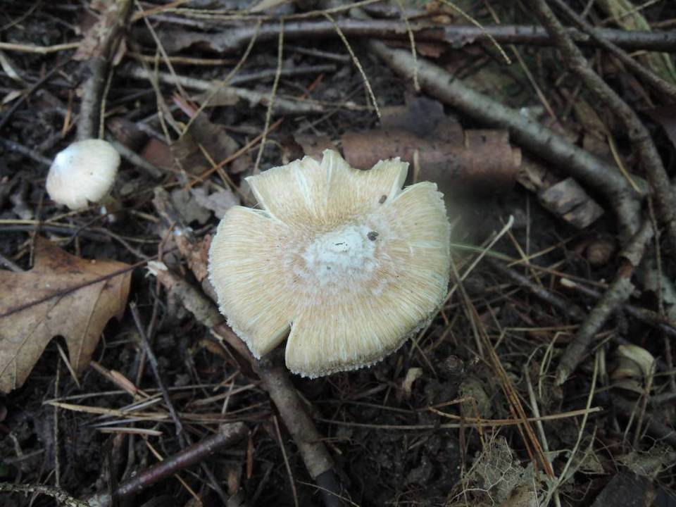 Inocybe maculata image