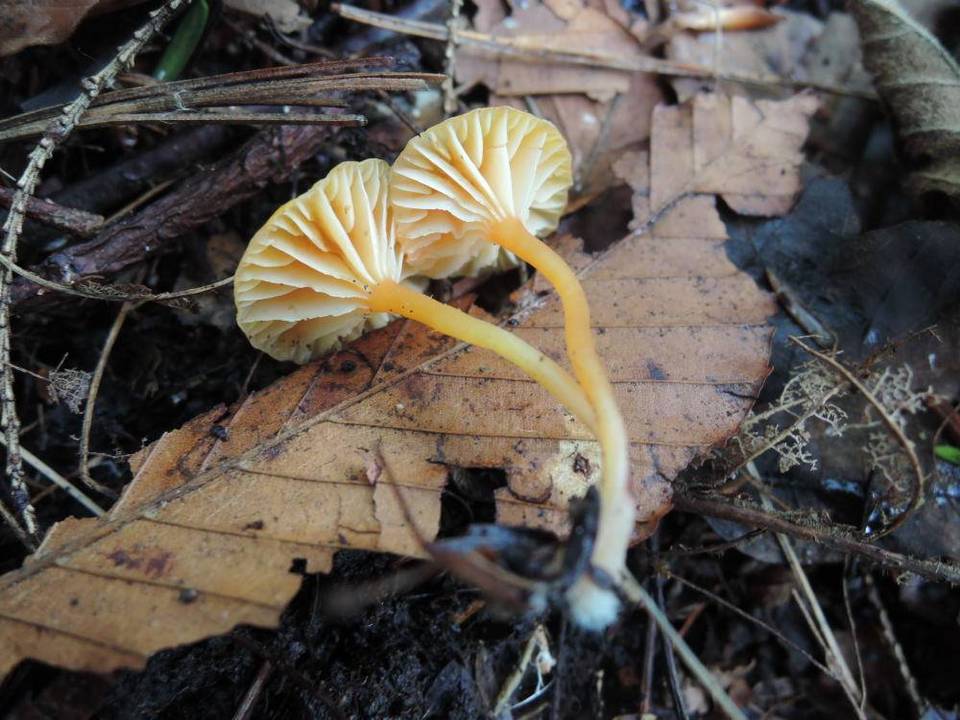 Hygrocybe aurantioviscida image