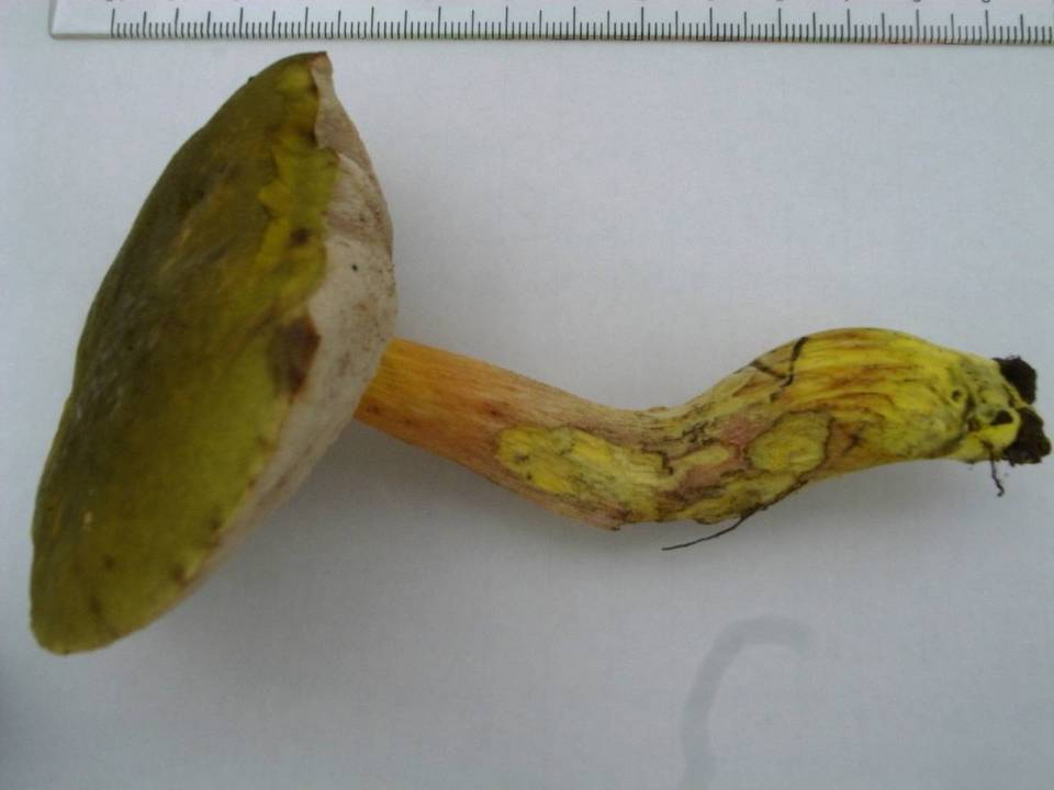 Tylopilus virens image