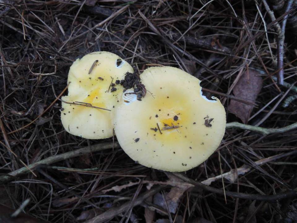 Russula acetolens image