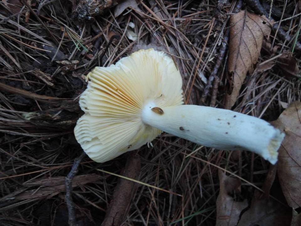 Russula acetolens image