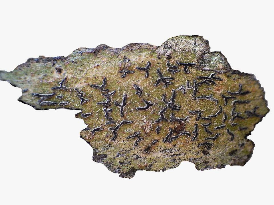 Phaeographis lyellii image