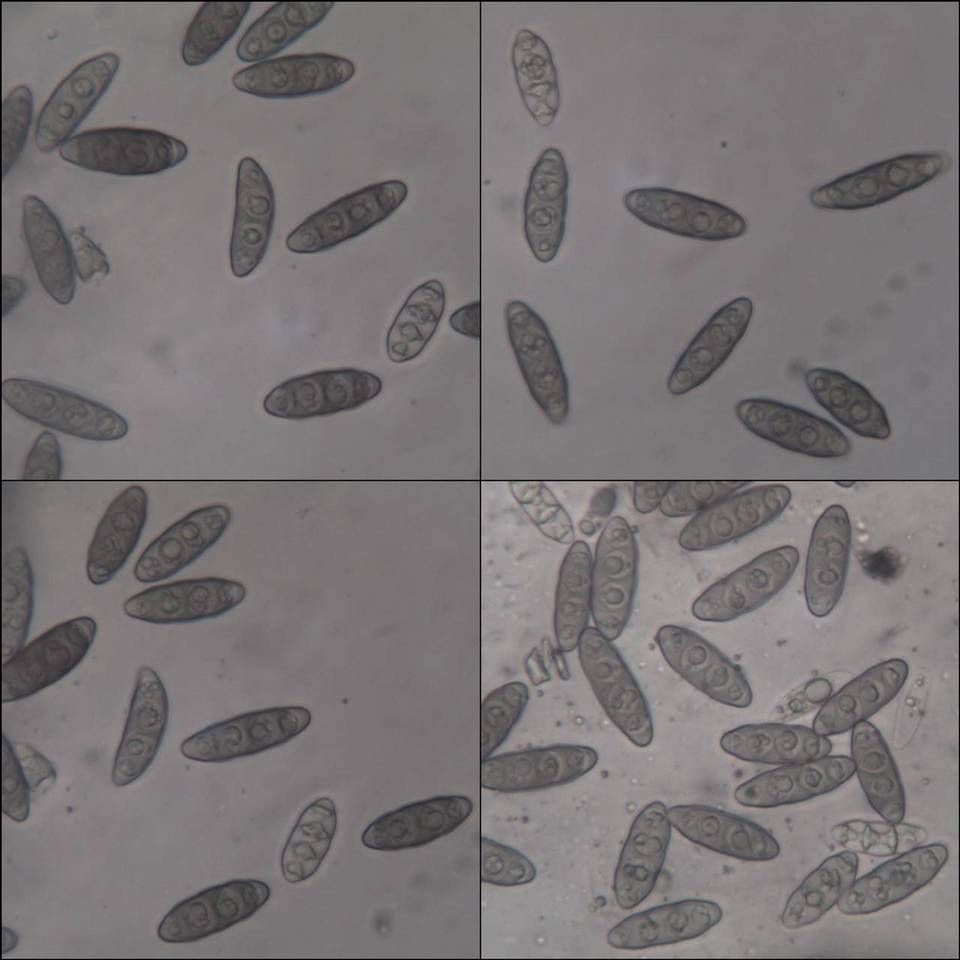 Pyrenula macrospora image