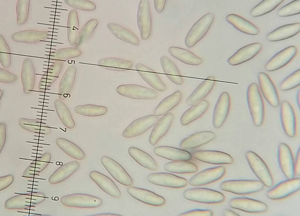 Phylloporus bellus image