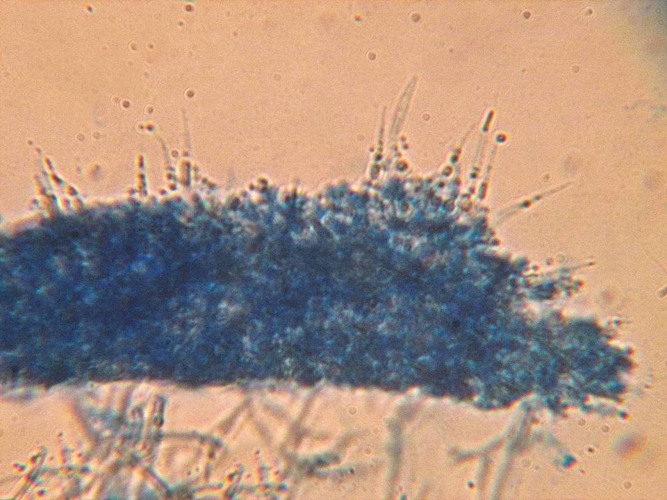 Phlebia subulata image