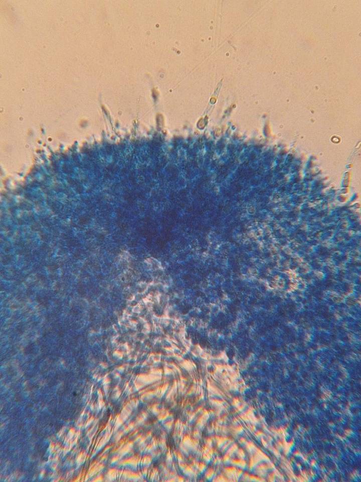 Phlebia subulata image