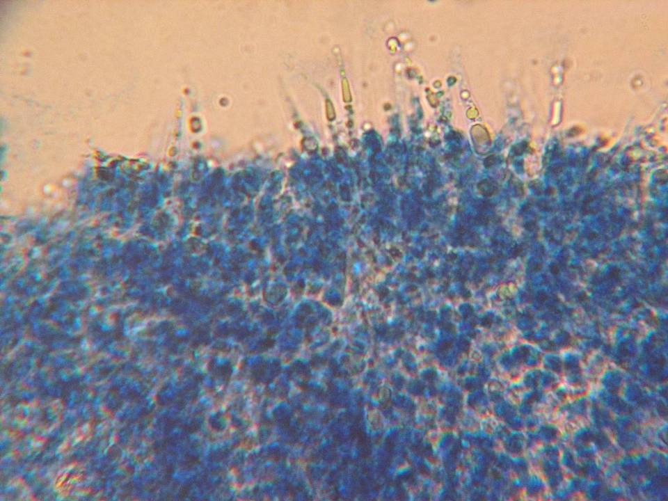 Phlebia subulata image