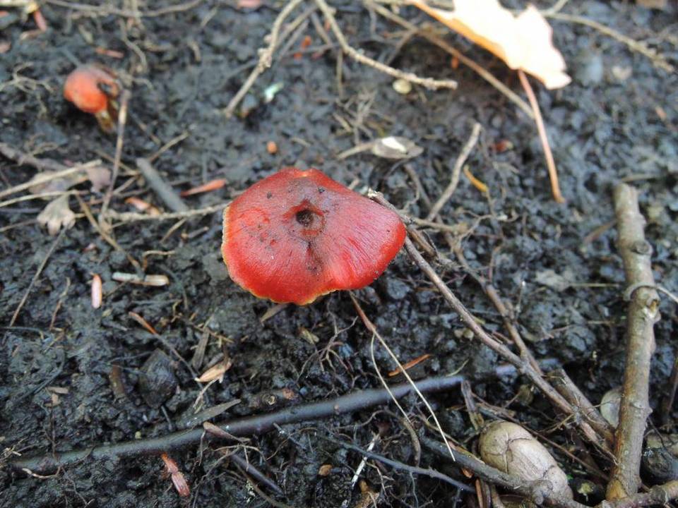 Hygrocybe riparia image