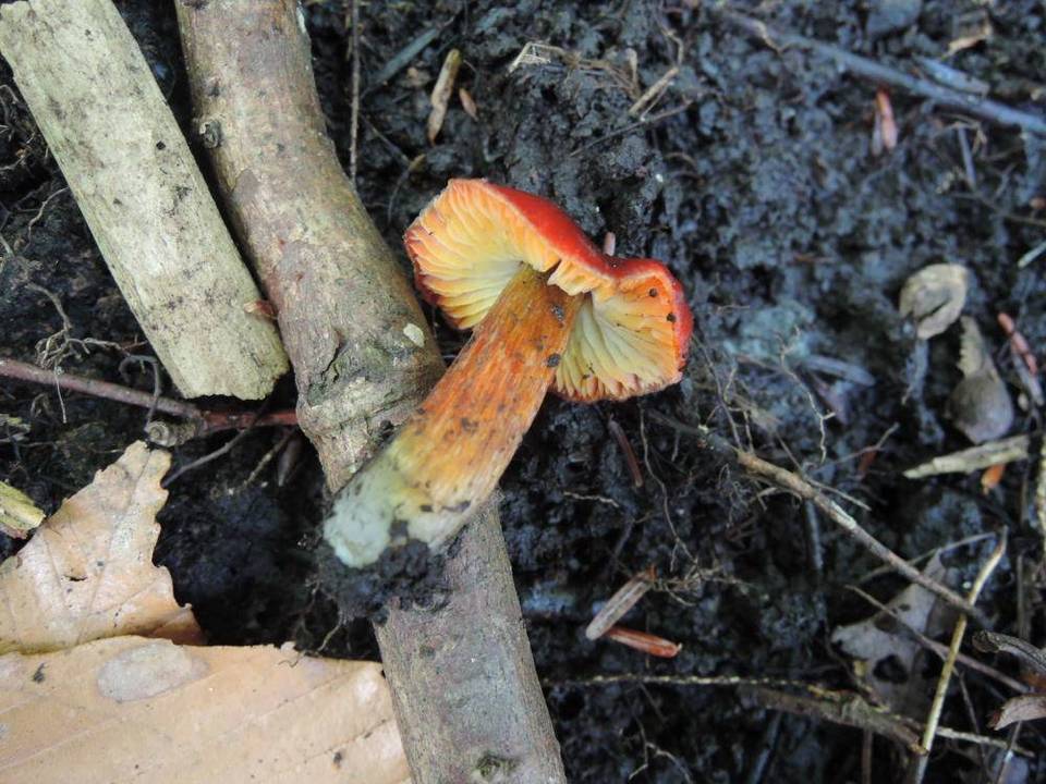 Hygrocybe riparia var. conicopalustris image