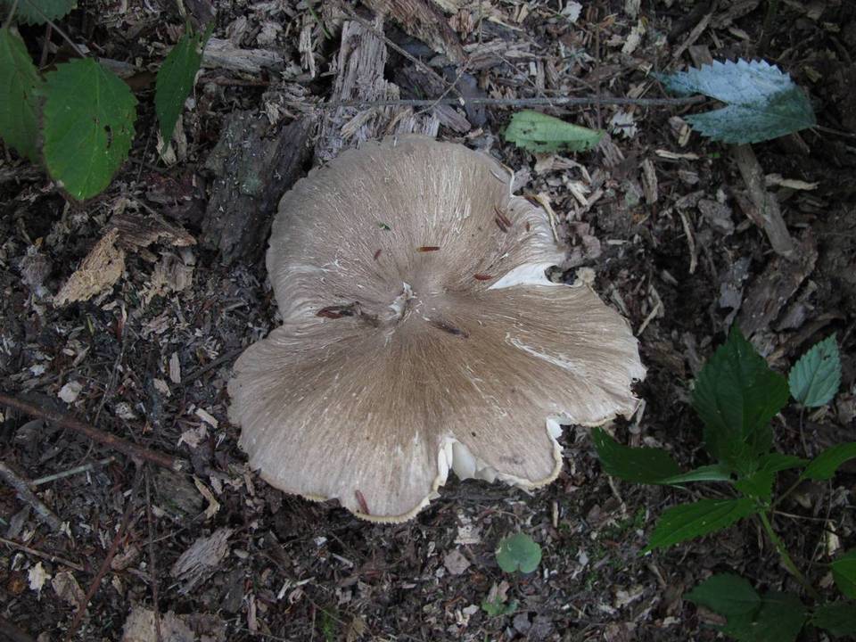 Megacollybia rodmani image