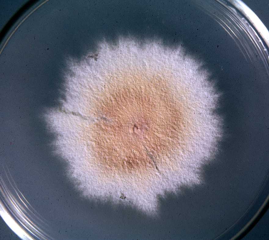 Microsporum image