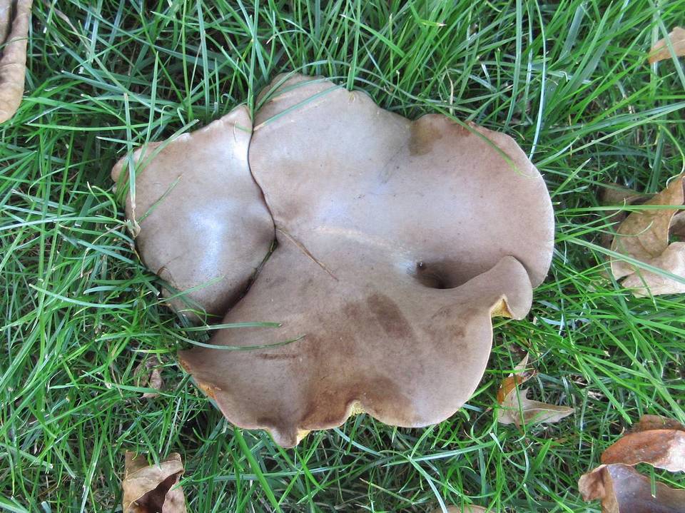 Boletinellus rompelii image