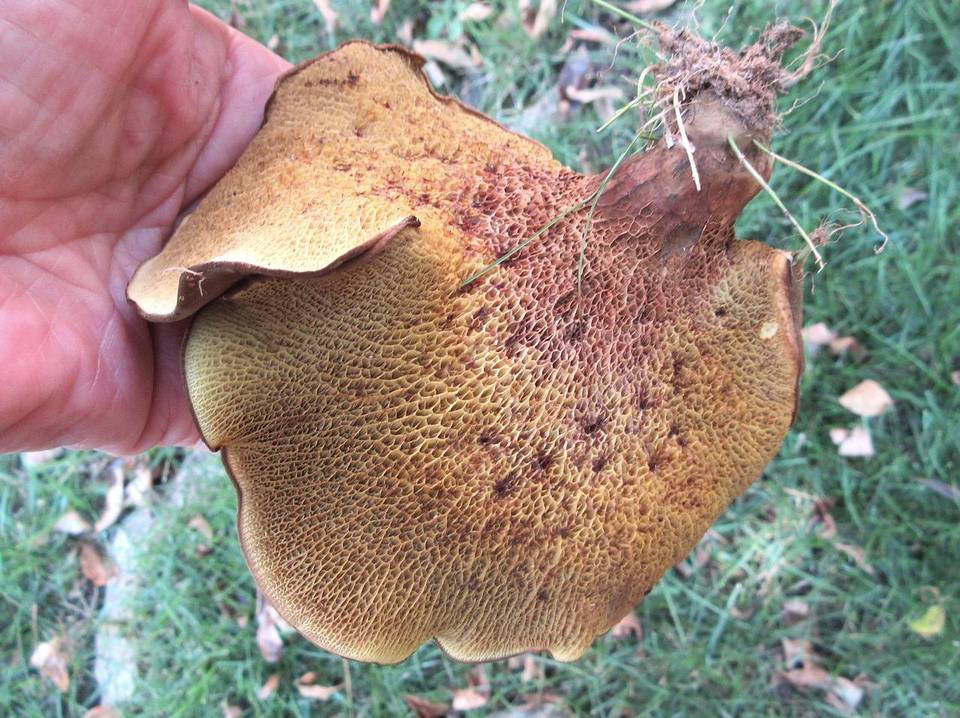 Boletinellus rompelii image