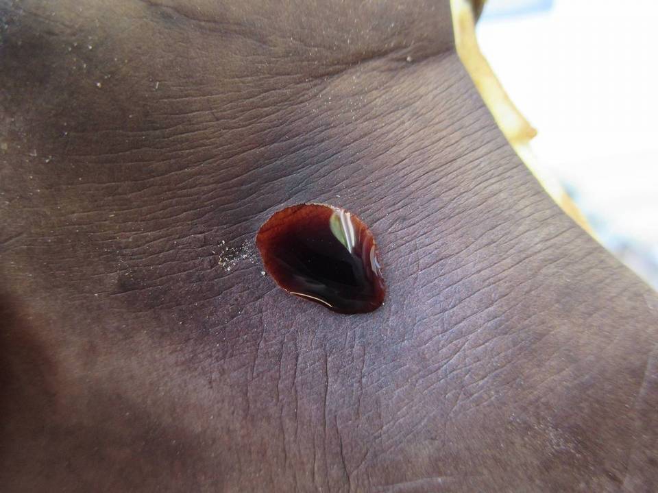 Boletinellus rompelii image