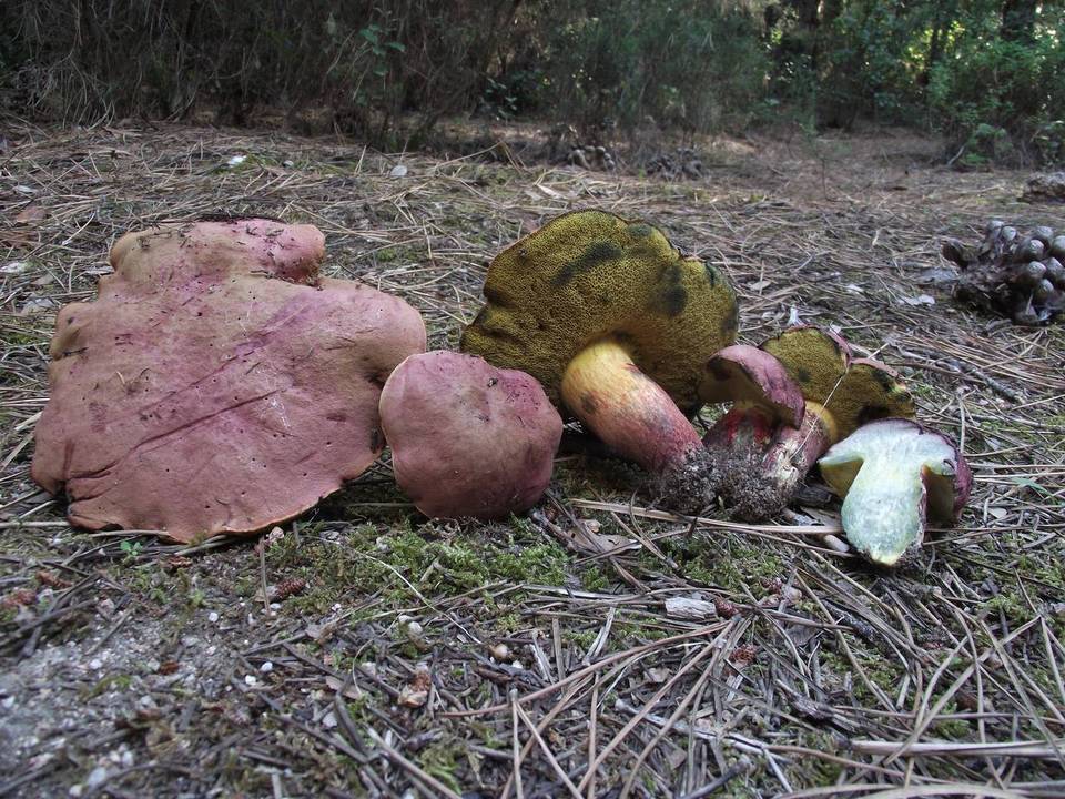 Baorangia emilei image