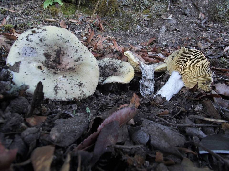 Russula seperina var. luteovirens image