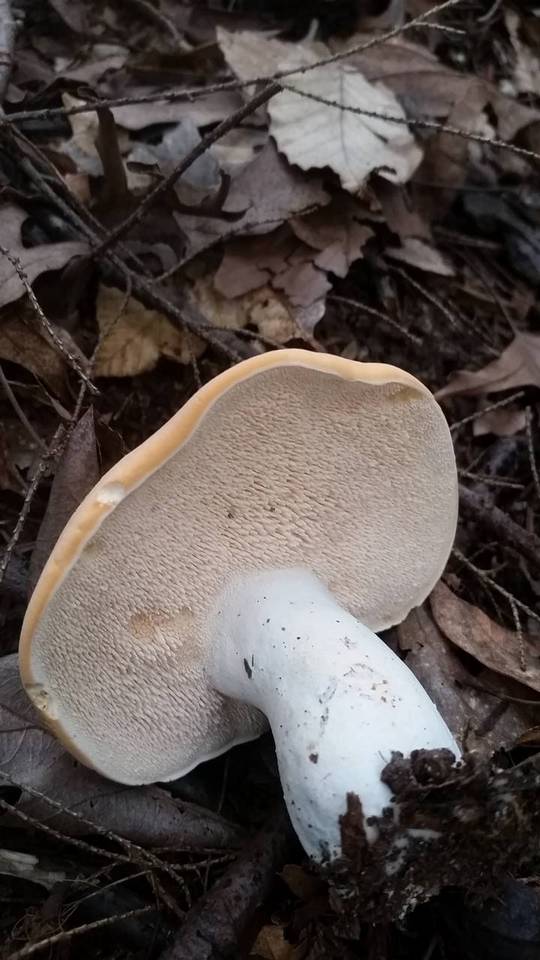 Hydnum subolympicum image