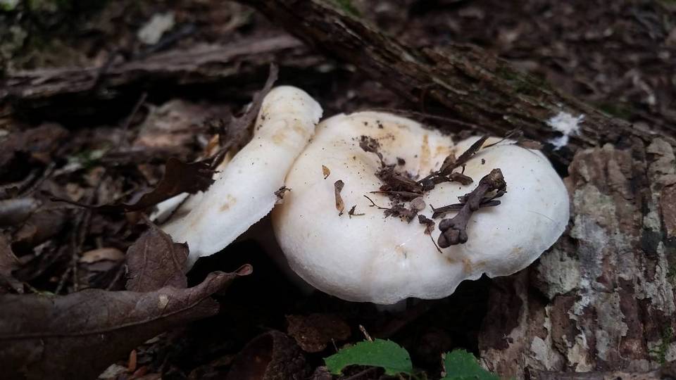 Lactarius zonarius var. riparius image