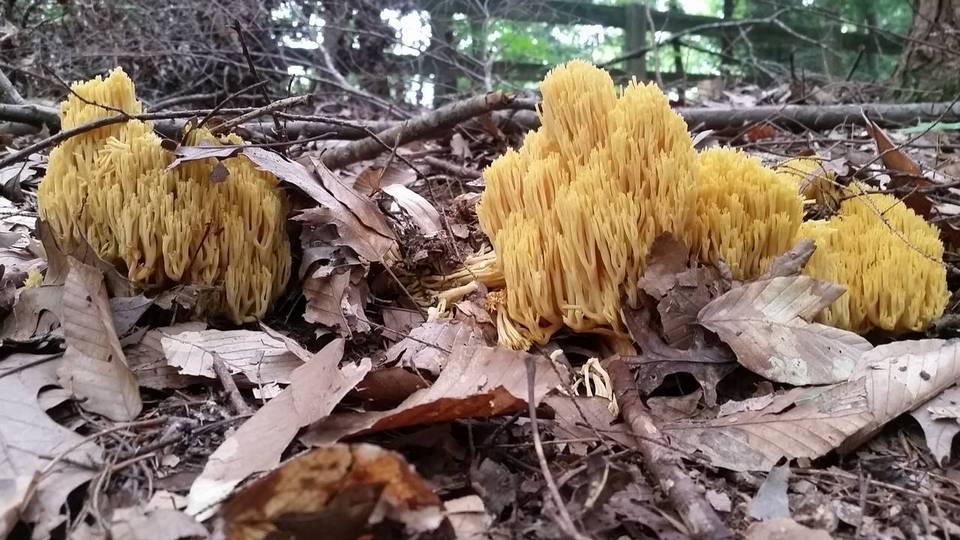 Ramaria caulifloriformis image