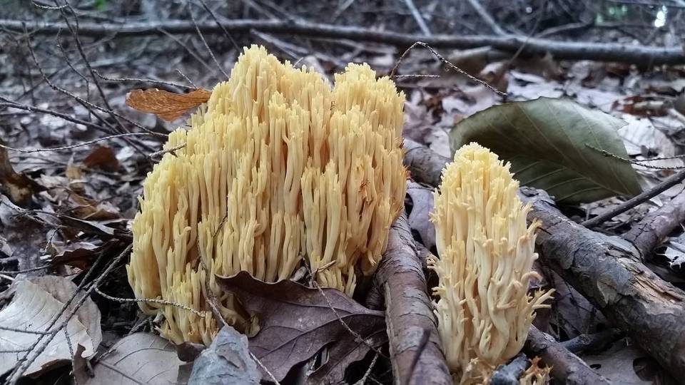 Ramaria caulifloriformis image