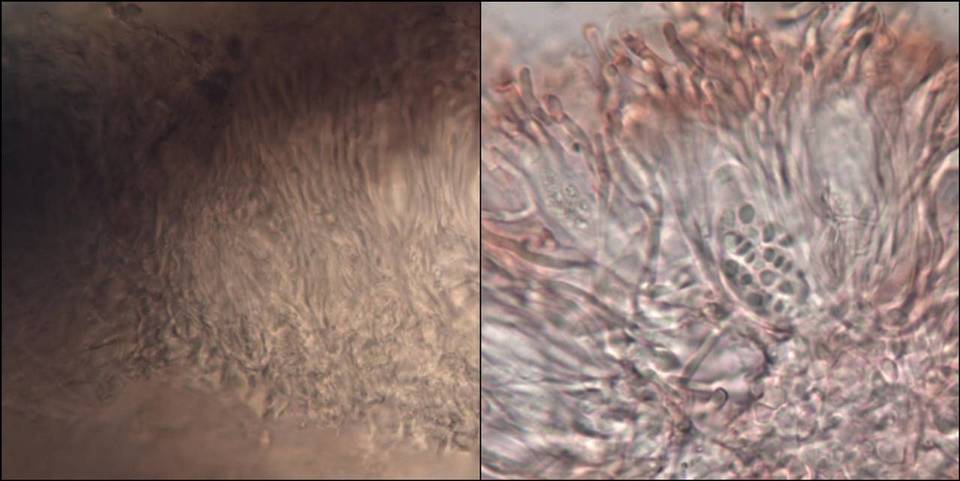 Collema tenax var. tenax image