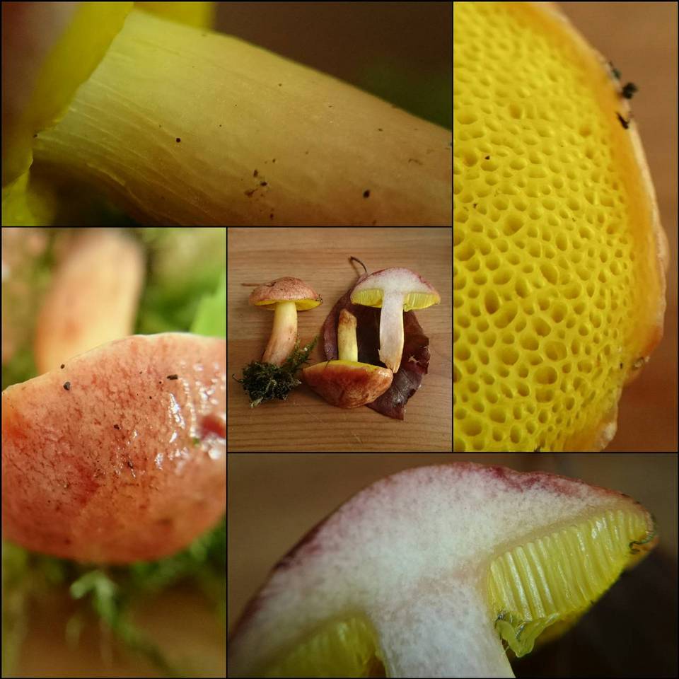 Aureoboletus gentilis image