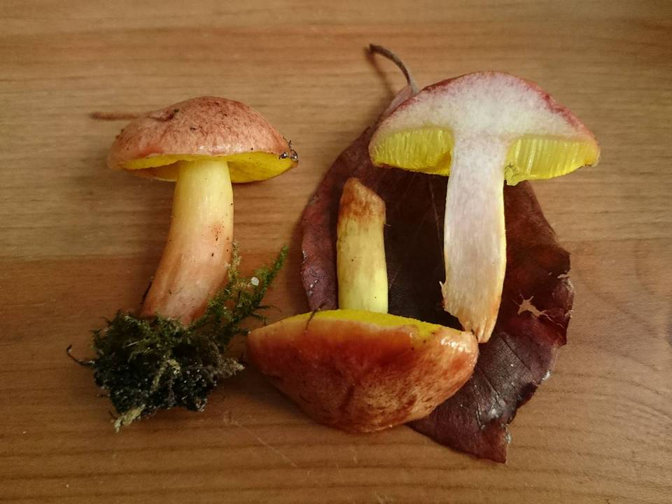 Aureoboletus gentilis image
