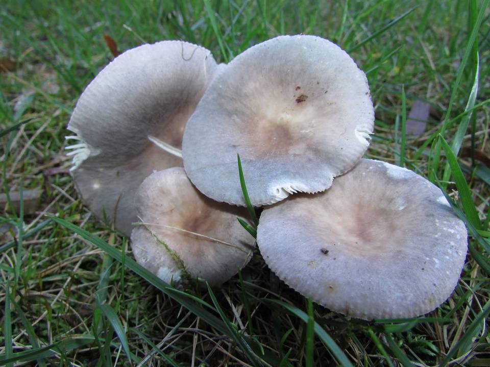 Russula parazurea image