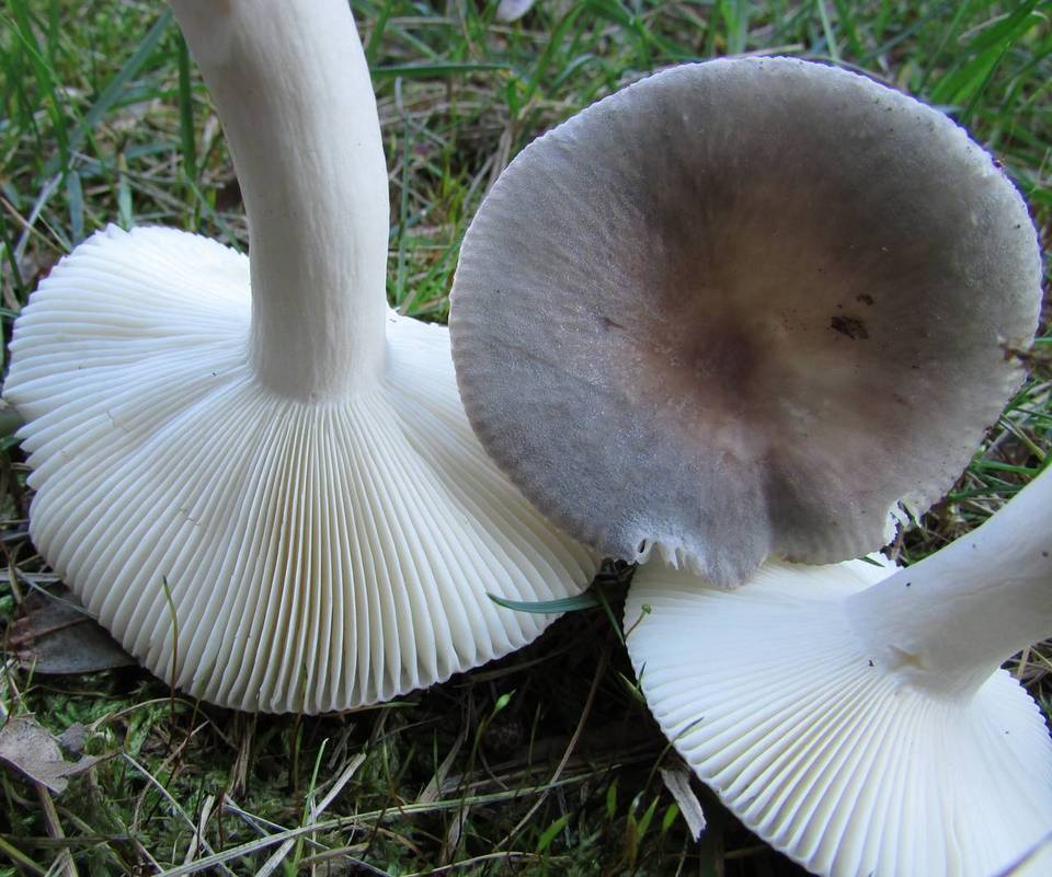 Russula parazurea image