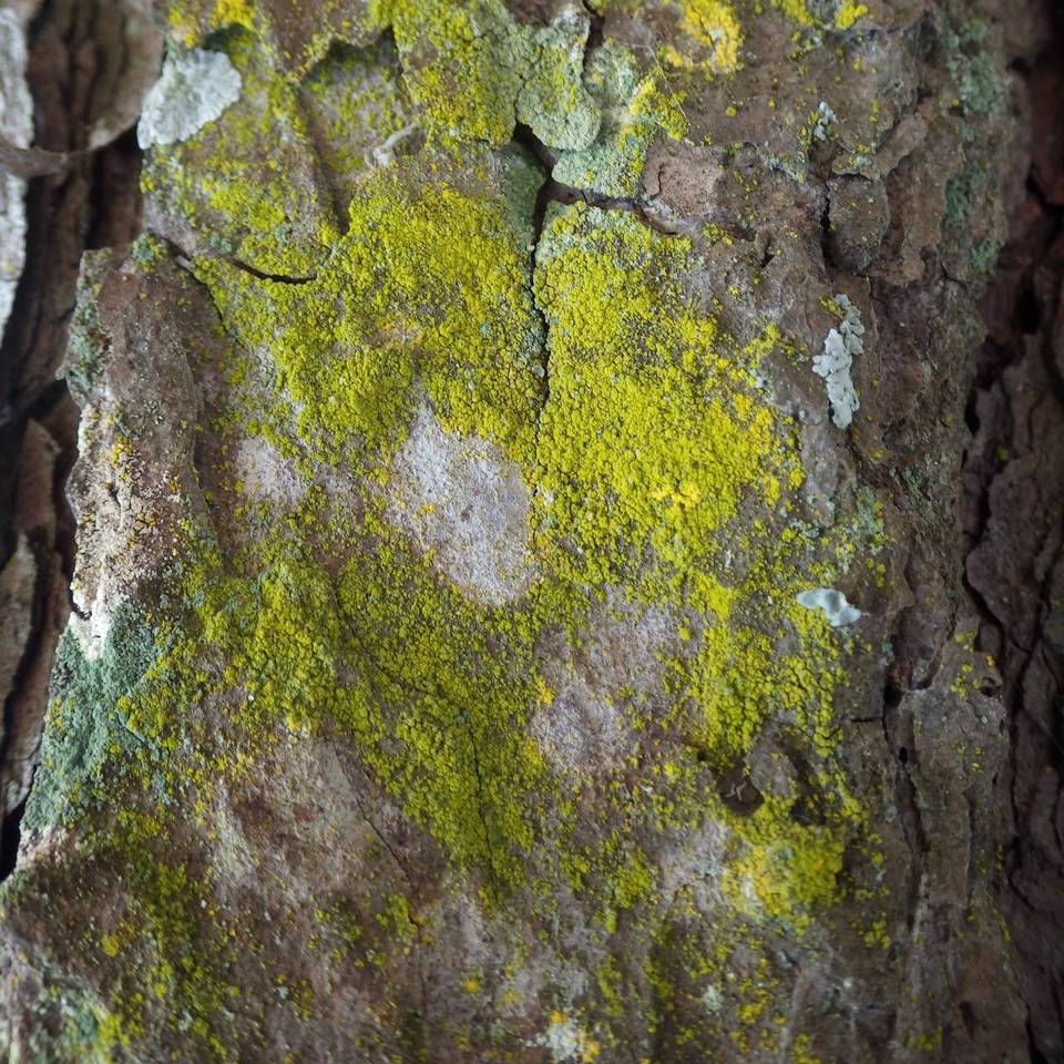 Chrysothrix flavovirens image