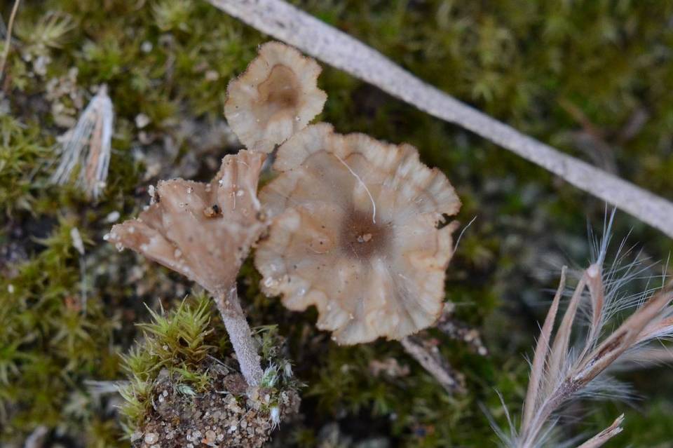 Cotylidia undulata image