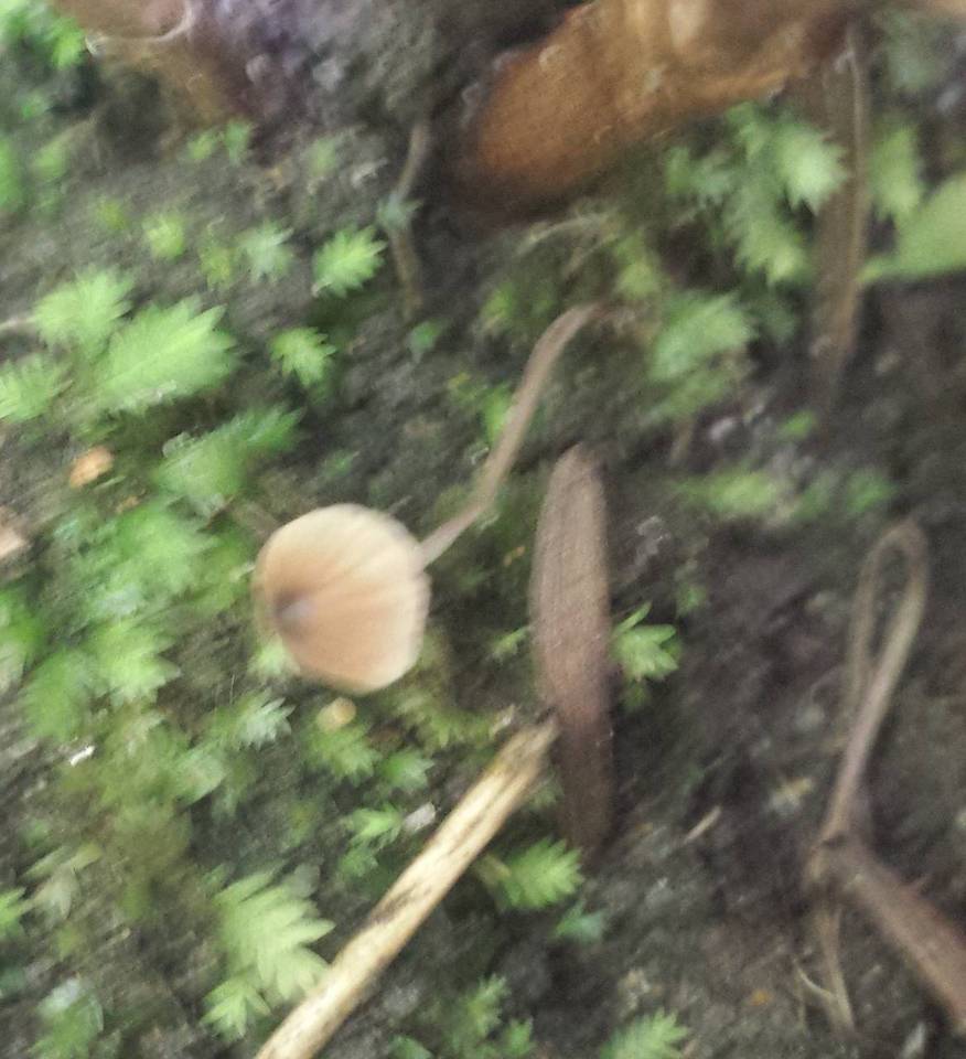 Mycena nodulosa image