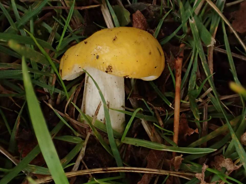 Russula flava image