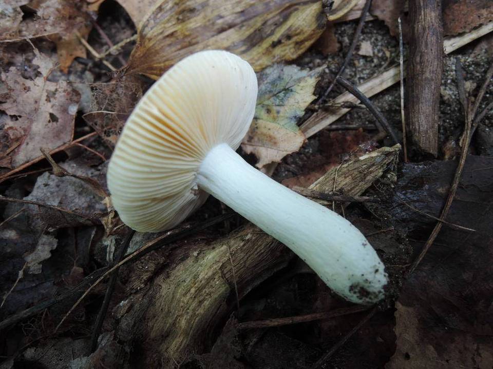 Russula betuletorum image