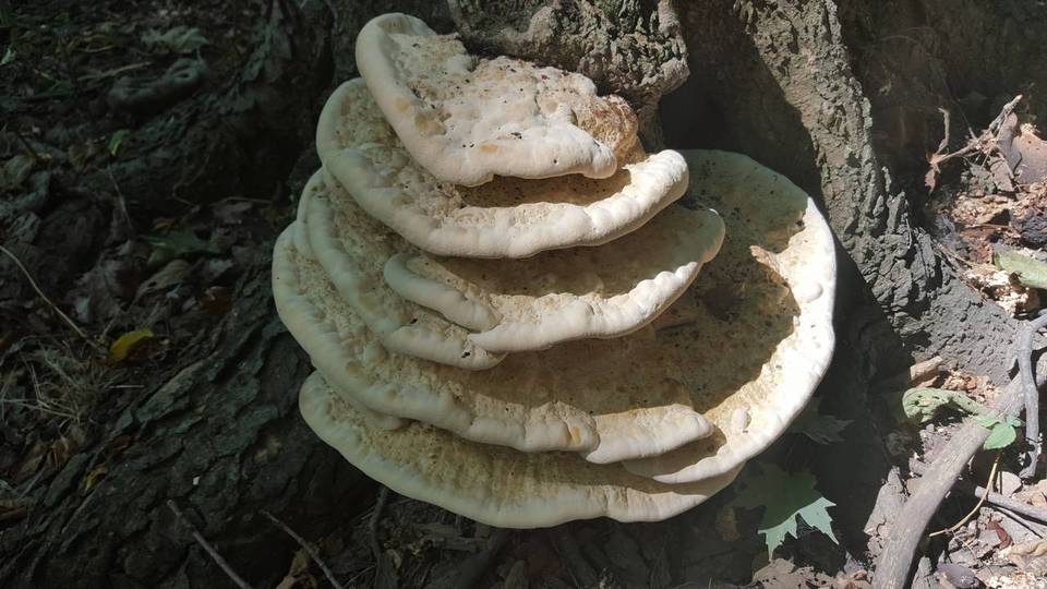 Perenniporia robiniophila image