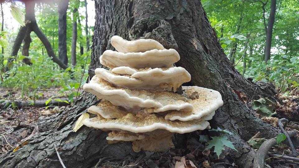 Perenniporia robiniophila image