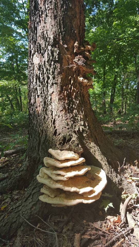 Perenniporia robiniophila image