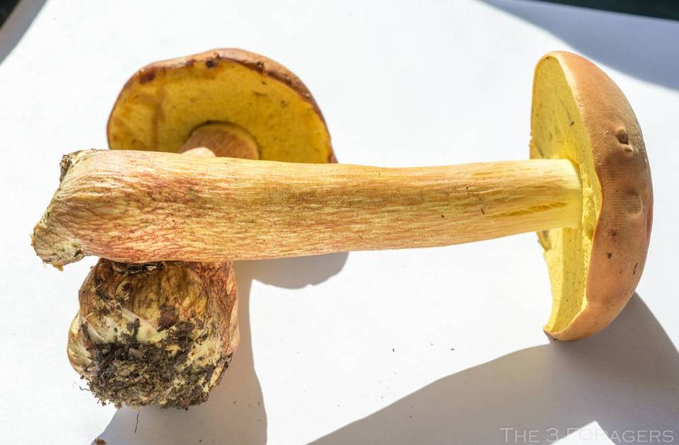 Boletus miniato-pallescens image
