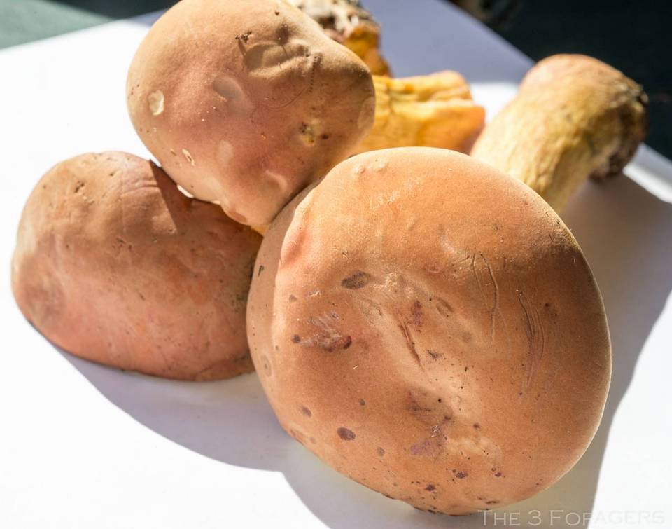 Boletus miniato-pallescens image