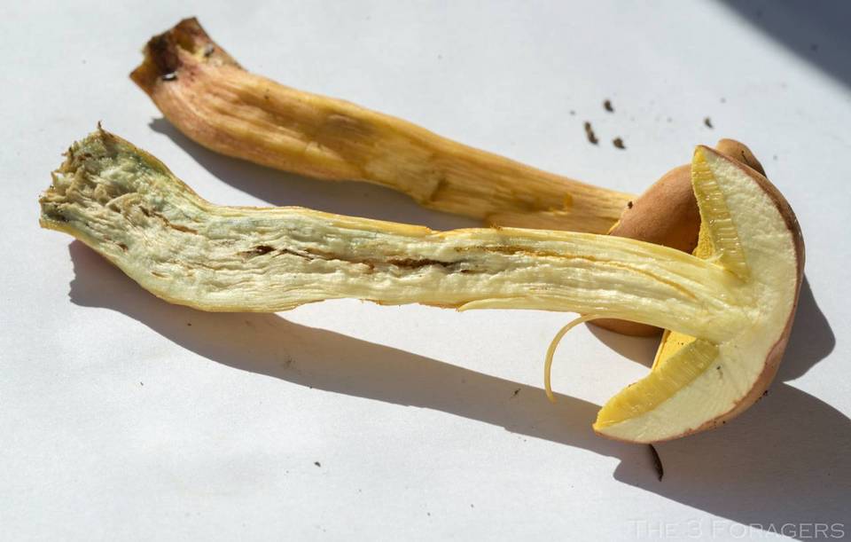 Boletus miniato-pallescens image