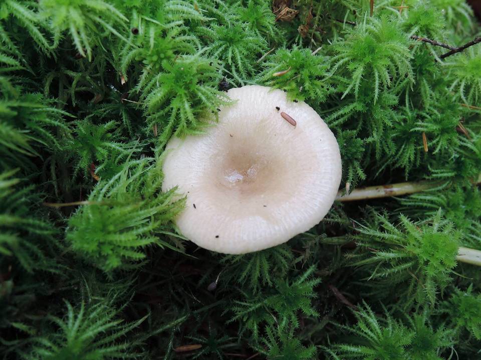 Russula luteobasis image