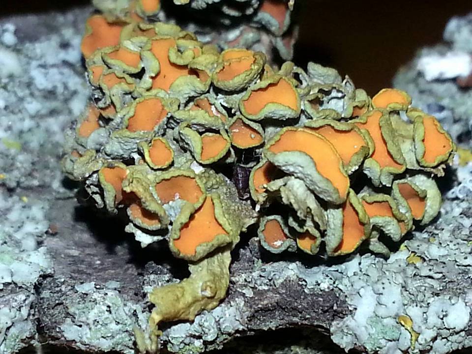 Xanthoria polycarpa image