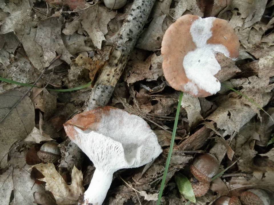 Hypomyces ochraceus image