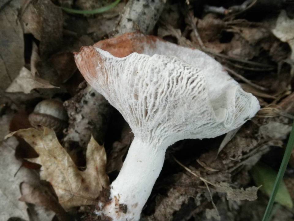 Hypomyces ochraceus image