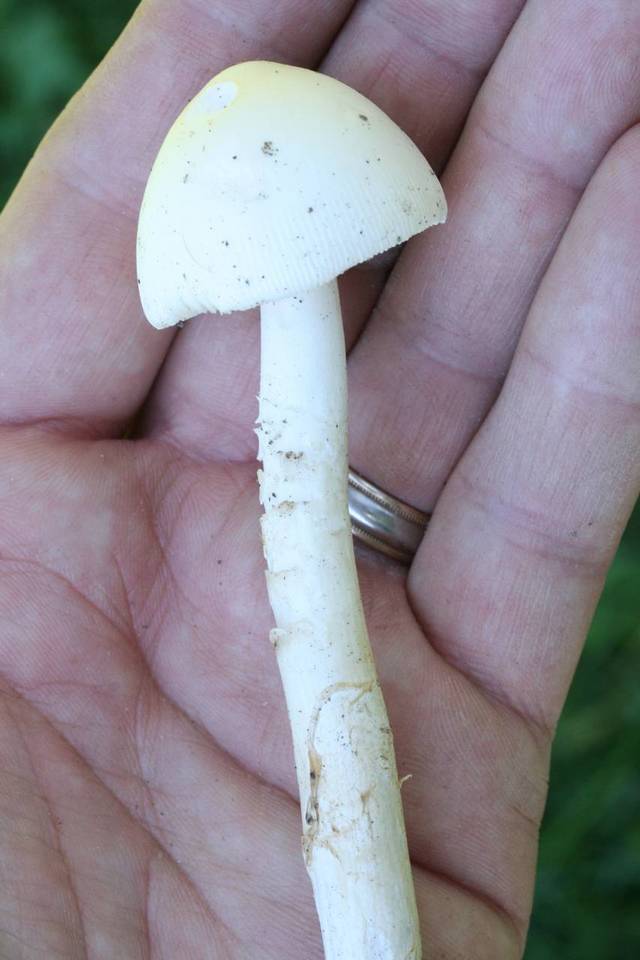 Amanita homolae image