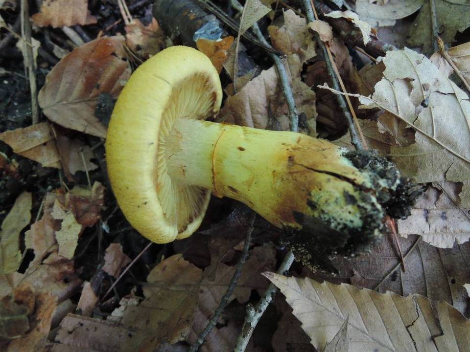 Cortinarius luteus image