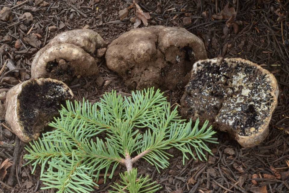 Sedecula pulvinata image