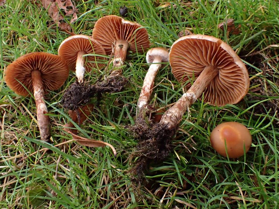 Cortinarius hinnuleus image